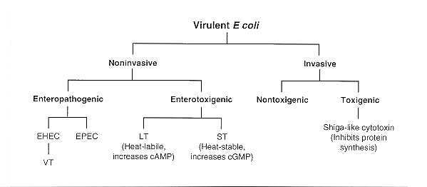 Description: fig25_2_E.Coli_Diarrheal.jpg