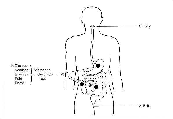 Description: fig25_1_E.Coli_Diarrheal.jpg